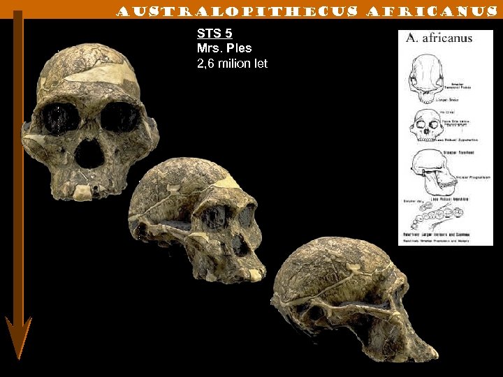 Australopithecus Africanus STS 5 Mrs. Ples 2, 6 milion let 