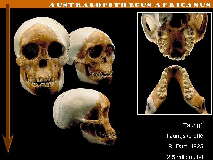 Australopithecus Africanus Taung 1 Taungské dítě R. Dart, 1925 2, 5 milionu let 