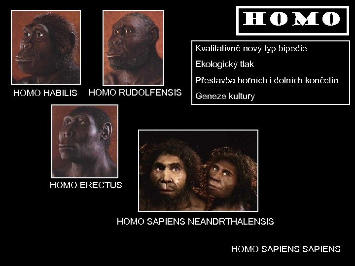 homo Kvalitativně nový typ bipedie Ekologický tlak Přestavba horních i dolních končetin HOMO HABILIS