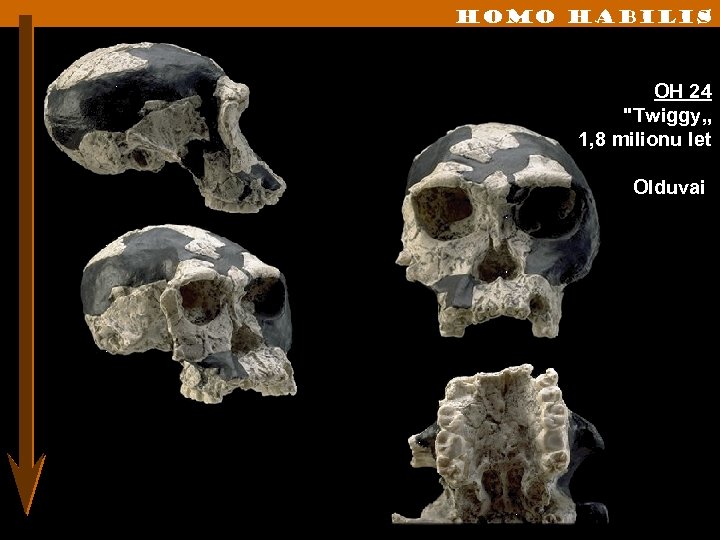 Homo habilis OH 24 "Twiggy„ 1, 8 milionu let Olduvai 