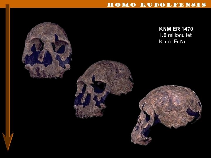 Homo rudolfensis KNM ER 1470 1, 8 milionu let Koobi Fora 