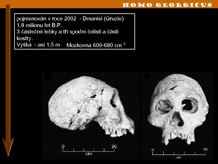 Homo georgicus pojmenován v roce 2002 - Dmanisi (Gruzie) 1, 8 milionu let B.