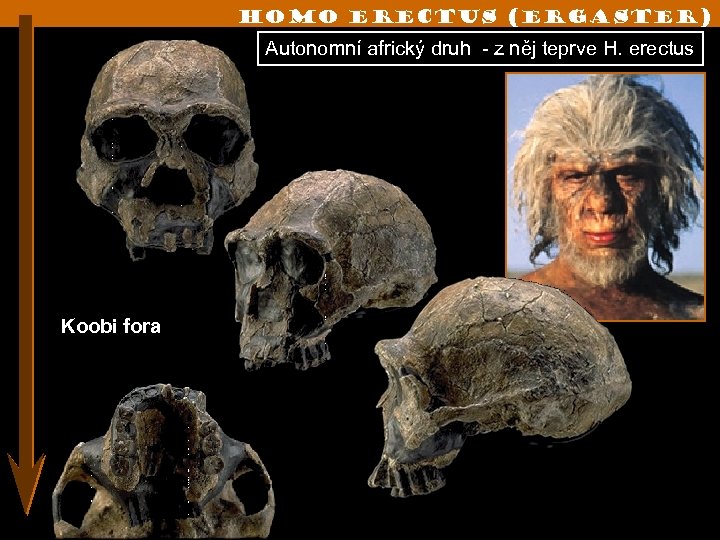 Homo erectus (ergaster) Autonomní africký druh - z něj teprve H. erectus Koobi fora