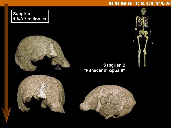 Homo erectus Sangiran 1. 6 -0. 7 milion let Sangiran 2 "Pithecanthropus II" 