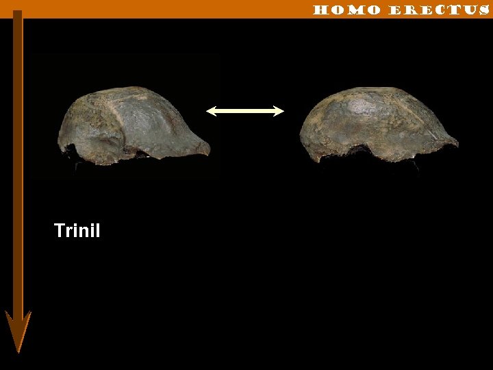 Homo erectus Trinil 