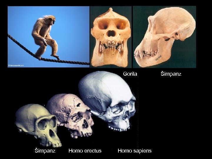 Gorila Šimpanz Homo erectus Homo sapiens Šimpanz 