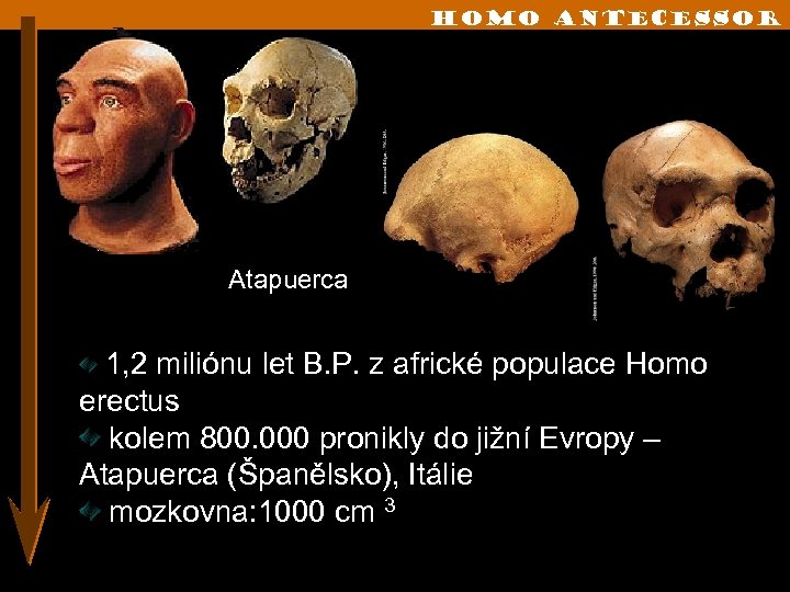 Homo Antecessor Atapuerca 1, 2 miliónu let B. P. z africké populace Homo erectus