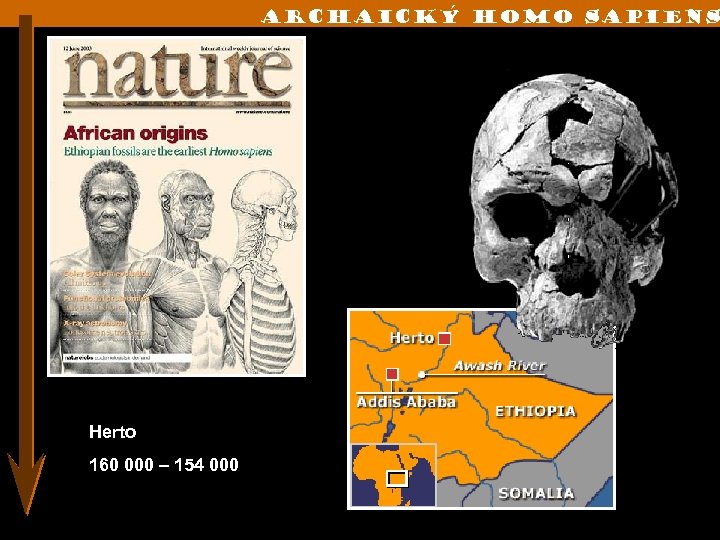 Archaický Homo sapiens Herto 160 000 – 154 000 