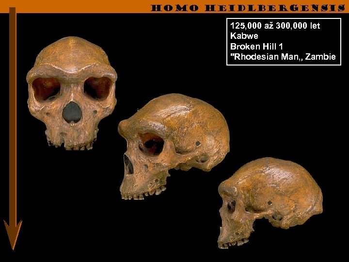 Homo heidlbergensis 125, 000 až 300, 000 let Kabwe Broken Hill 1 "Rhodesian Man„