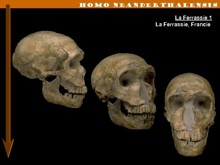 Homo neanderthalensis La Ferrassie 1 La Ferrassie, Francie 