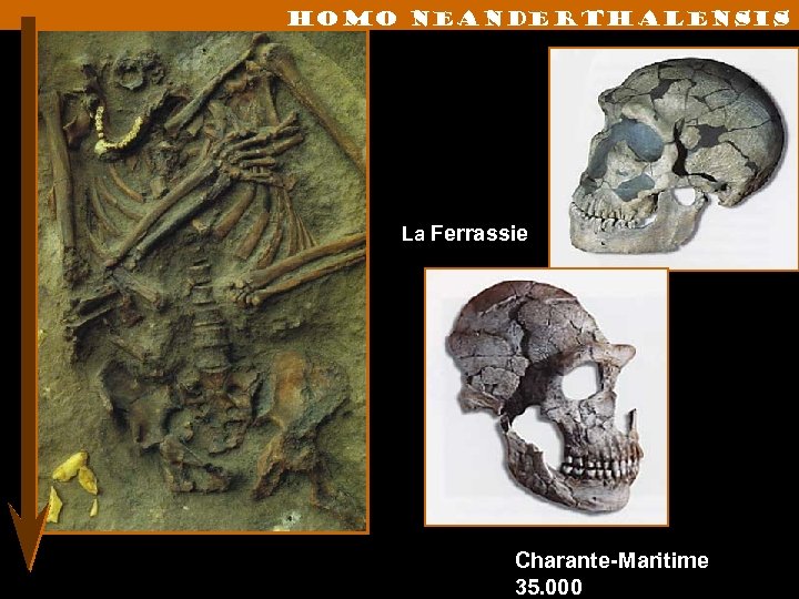 Homo neanderthalensis La Ferrassie Charante-Maritime 35. 000 