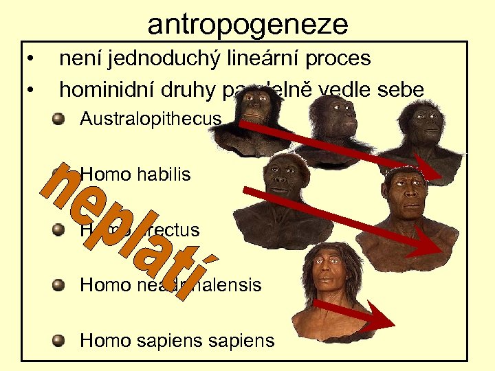 antropogeneze • • není jednoduchý lineární proces hominidní druhy paralelně vedle sebe Australopithecus Homo