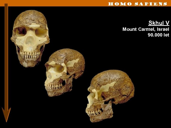 Homo sapiens Skhul V Mount Carmel, Israel 90. 000 let 