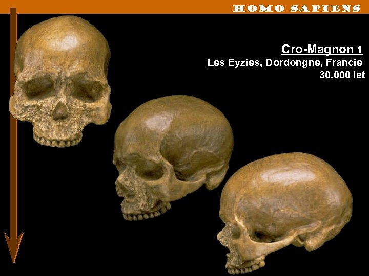 Homo sapiens Cro-Magnon 1 Les Eyzies, Dordongne, Francie 30. 000 let 