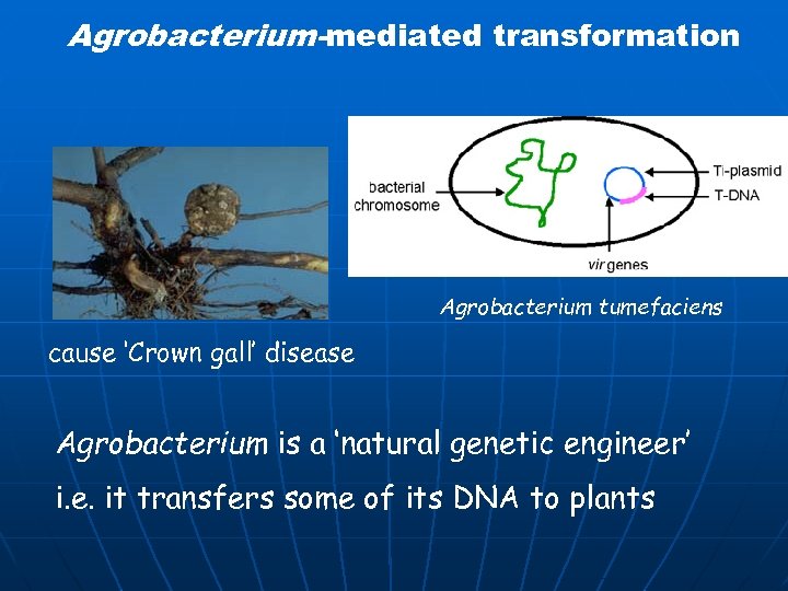 Agrobacterium-mediated transformation Agrobacterium tumefaciens cause ‘Crown gall’ disease Agrobacterium is a ‘natural genetic engineer’