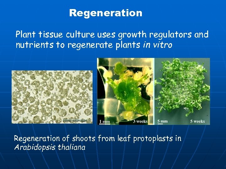 Regeneration Plant tissue culture uses growth regulators and nutrients to regenerate plants in vitro
