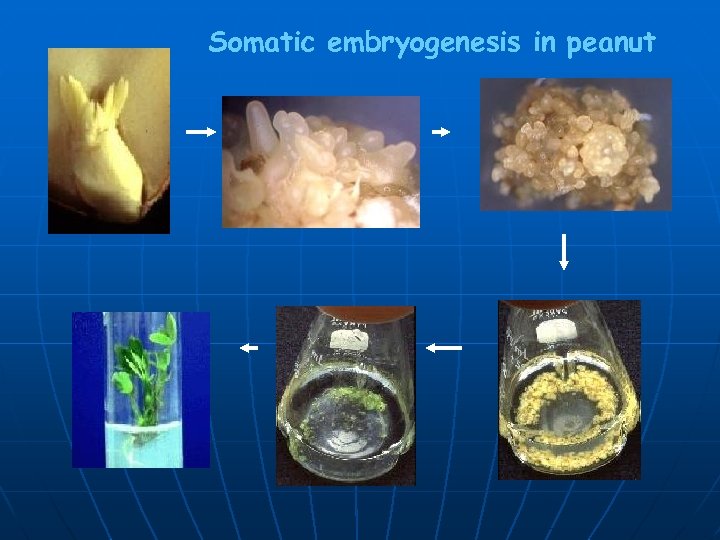Somatic embryogenesis in peanut 