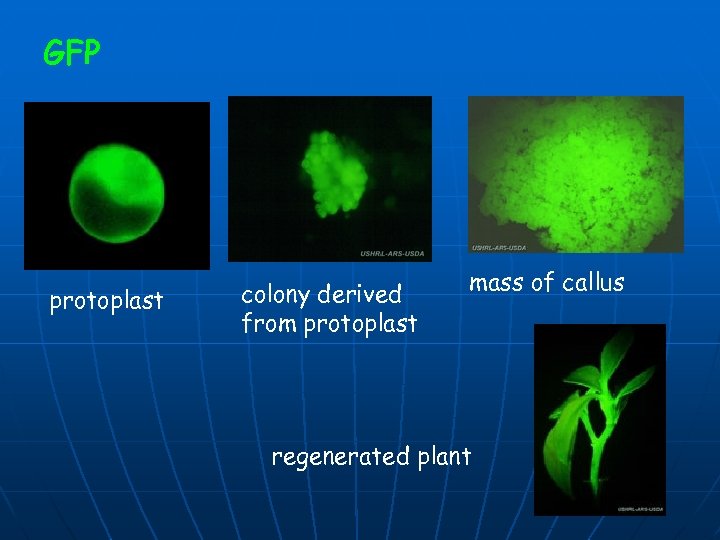 GFP protoplast colony derived from protoplast mass of callus regenerated plant 