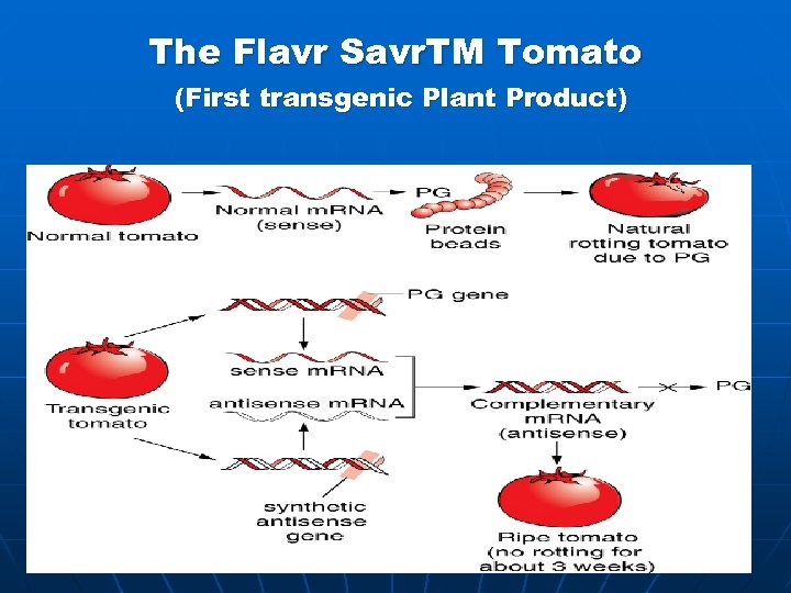 The Flavr Savr. TM Tomato (First transgenic Plant Product) 