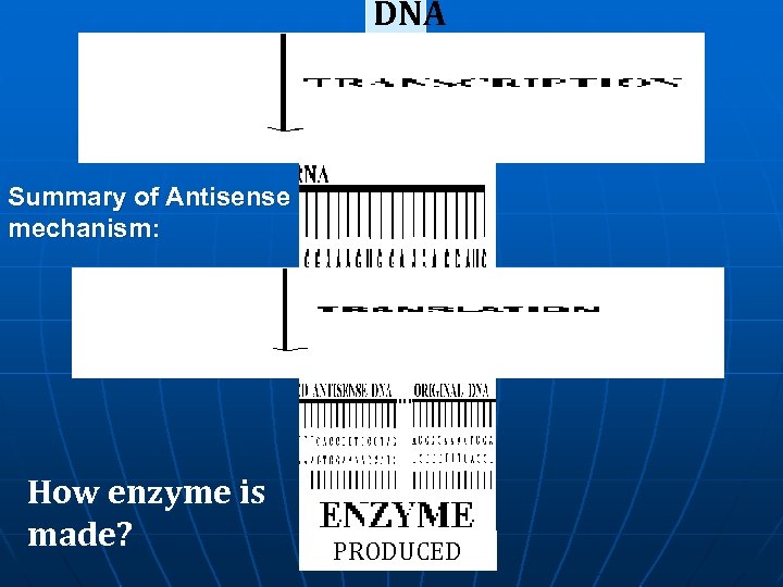 DNA Summary of Antisense mechanism: How enzyme is made? PRODUCED 