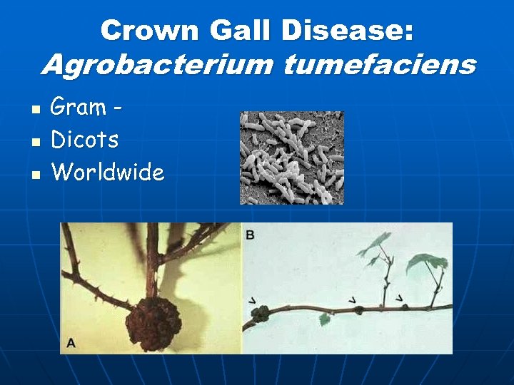 Crown Gall Disease: Agrobacterium tumefaciens n n n Gram Dicots Worldwide 