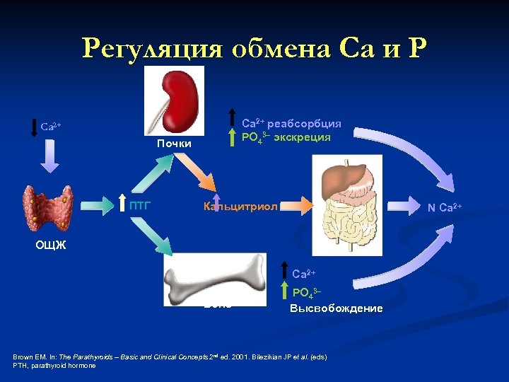 Регуляция обмена Са и Р Ca 2+ реабсорбция PO 43– экскреция Ca 2+ Почки