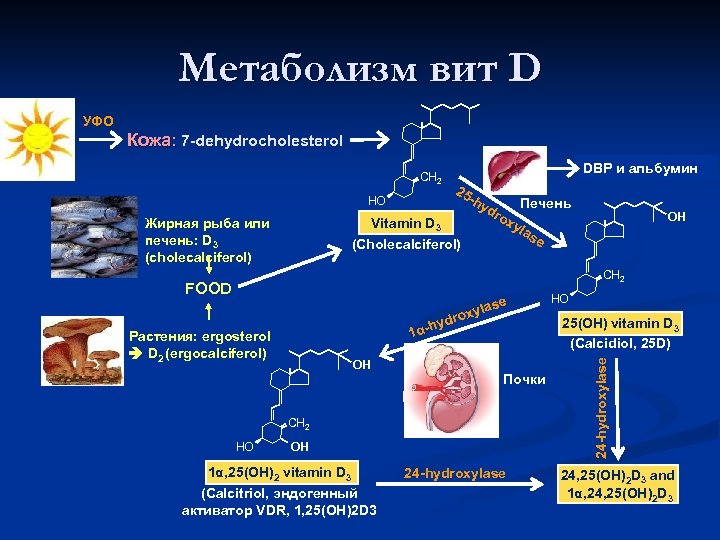 Метаболизм вит D УФО Кожа: 7 -dehydrocholesterol CH 2 HO DBP и альбумин 25