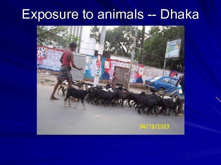 Exposure to animals -- Dhaka 
