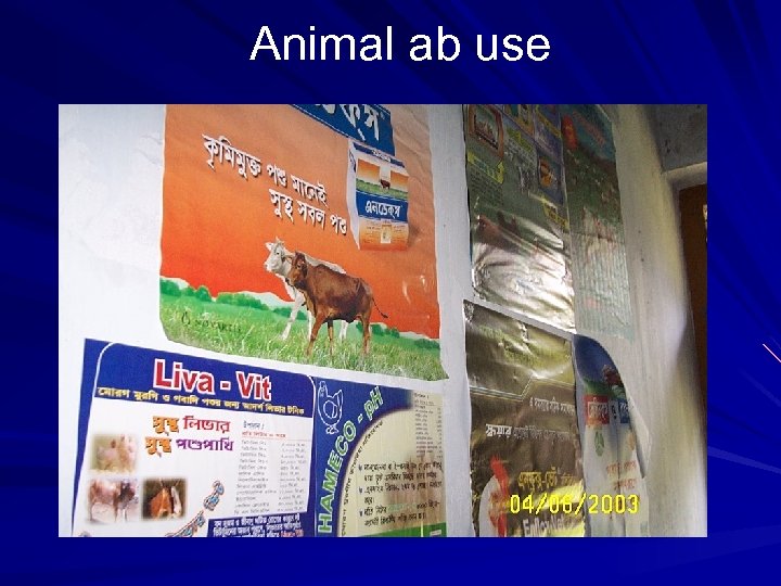 Animal ab use 