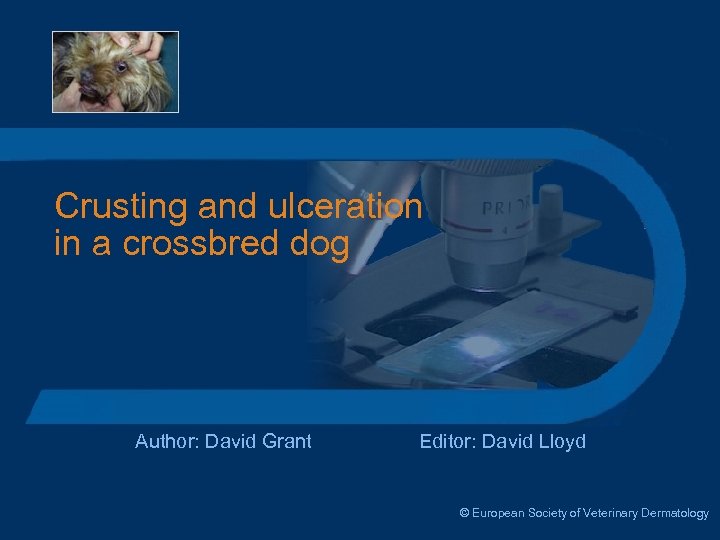 Crusting and ulceration in a crossbred dog Author: David Grant Editor: David Lloyd ©