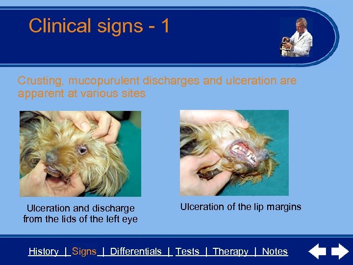 Clinical signs - 1 Crusting, mucopurulent discharges and ulceration are apparent at various sites