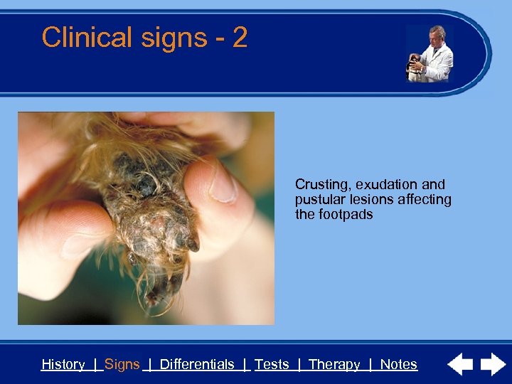 Clinical signs - 2 Crusting, exudation and pustular lesions affecting the footpads History |