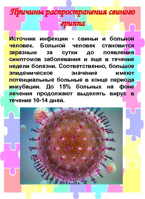 Причины распространения свиного гриппа Источник инфекции - свиньи и больной человек. Больной человек становится