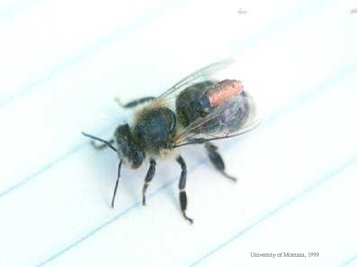 Fig 38 University of Montana, 1999 