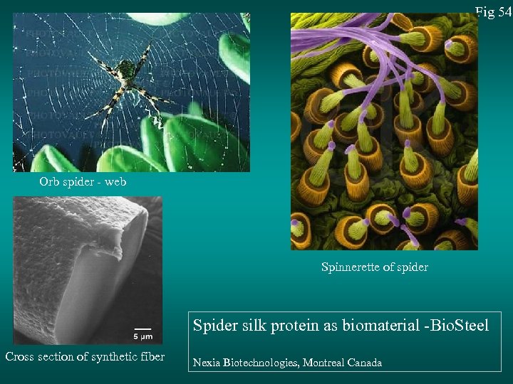 Fig 54 Orb spider - web Spinnerette of spider Spider silk protein as biomaterial