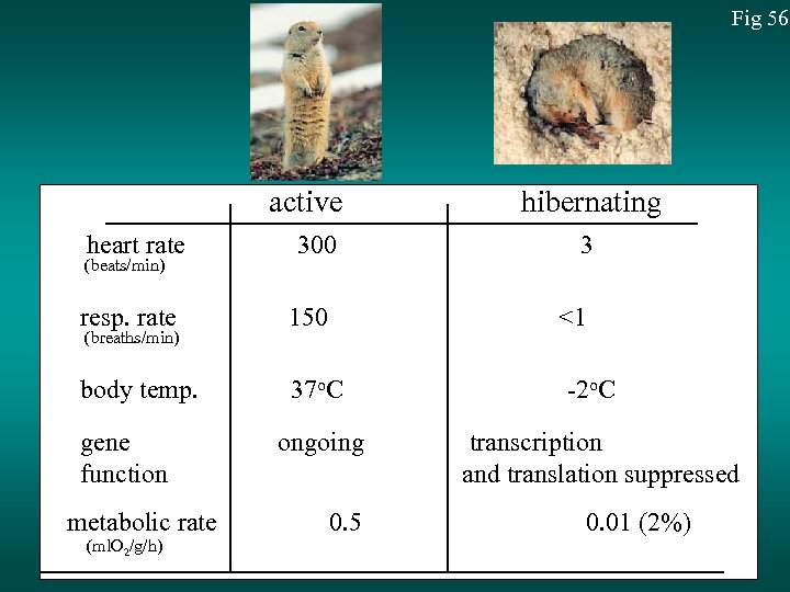 Fig 56 active hibernating heart rate 300 3 (beats/min) resp. rate 150 <1 (breaths/min)