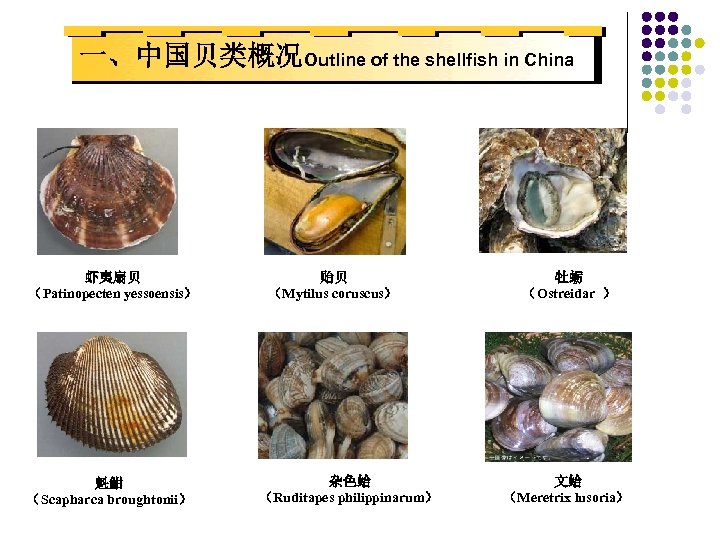 一、中国贝类概况Outline of the shellfish in China 虾夷扇贝 （Patinopecten yessoensis） 魁魽 （Scapharca broughtonii） 贻贝 （Mytilus