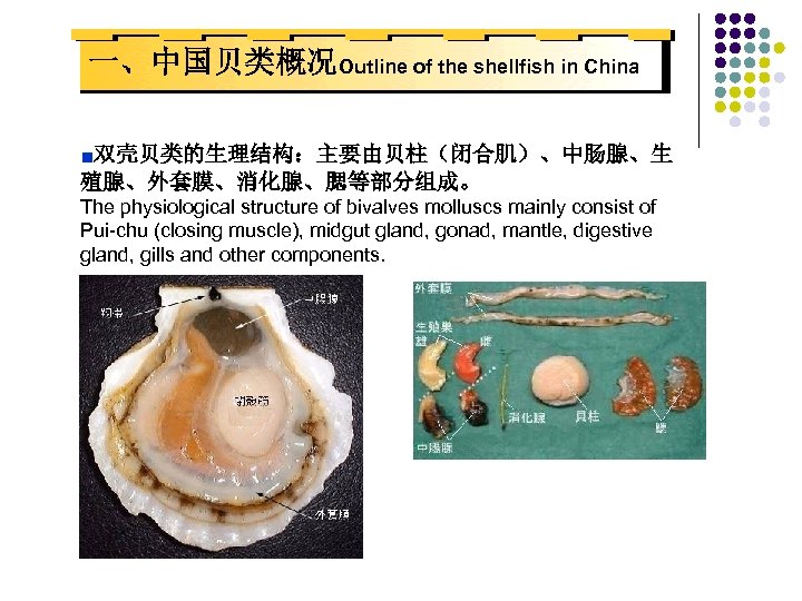 一、中国贝类概况Outline of the shellfish in China ■双壳贝类的生理结构：主要由贝柱（闭合肌）、中肠腺、生 殖腺、外套膜、消化腺、腮等部分组成。 The physiological structure of bivalves molluscs