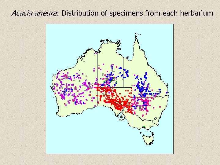 Acacia aneura: Distribution of specimens from each herbarium 