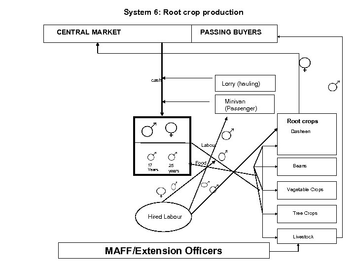 System 6: Root crop production CENTRAL MARKET PASSING BUYERS cash Lorry (hauling) Minivan (Passenger)