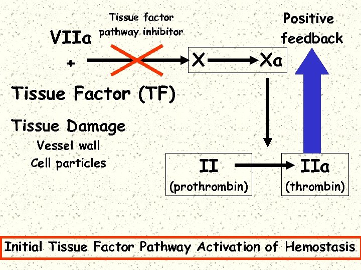 VIIa + Tissue factor pathway inhibitor X Positive feedback Xa Tissue Factor (TF) Tissue