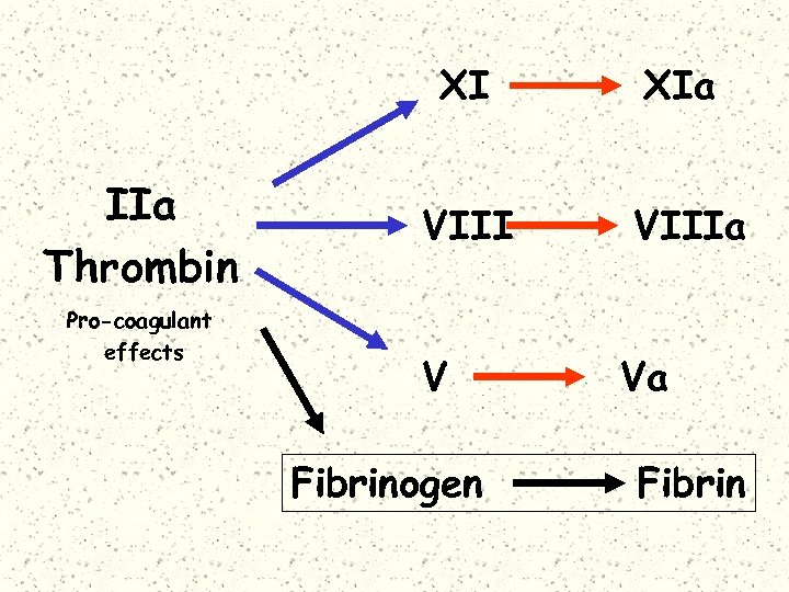 XI IIa Thrombin Pro-coagulant effects XIa VIIIa V Fibrinogen Va Fibrin 