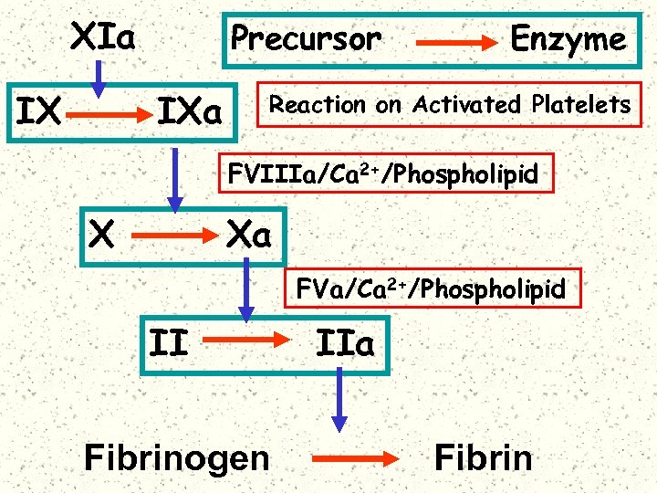XIa IX Precursor IXa Enzyme Reaction on Activated Platelets FVIIIa/Ca 2+/Phospholipid X Xa FVa/Ca