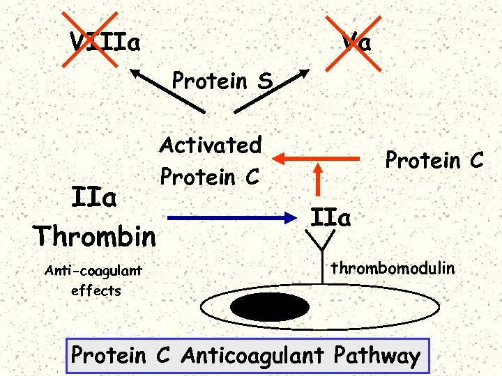 VIIIa Va Protein S IIa Thrombin Anti-coagulant effects Activated Protein C IIa thrombomodulin Protein