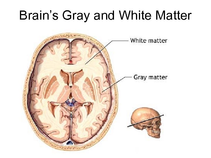 Brain’s Gray and White Matter 