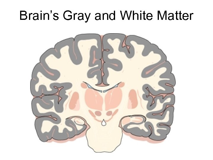 White matter. White matter Gray matter. Brain White and Gray matter. Gray and White matter of the Brain matter. White and Gray matters in the Brain.