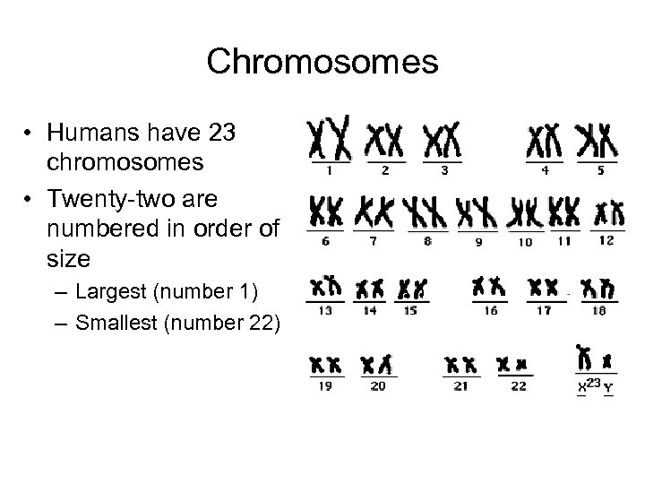 Chromosomes • Humans have 23 chromosomes • Twenty-two are numbered in order of size