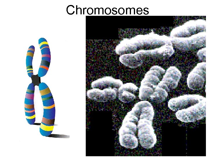 Chromosomes 