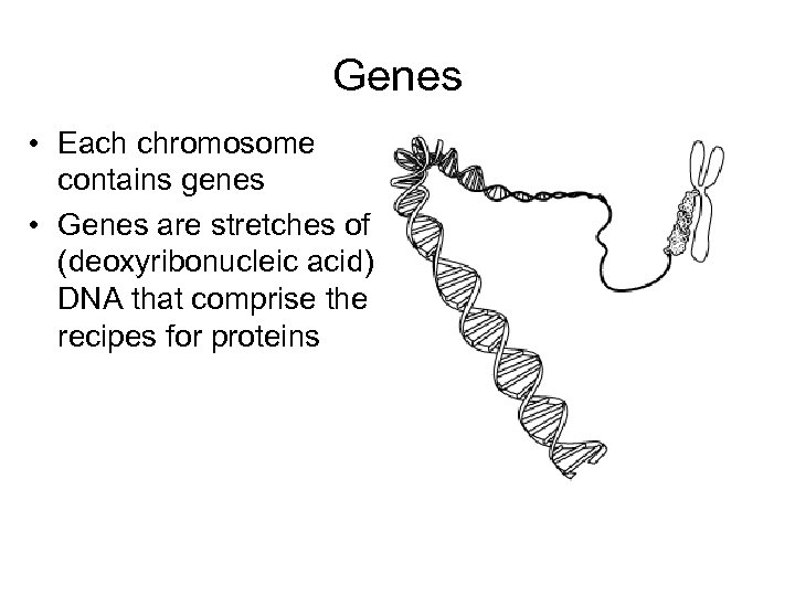 Genes • Each chromosome contains genes • Genes are stretches of (deoxyribonucleic acid) DNA