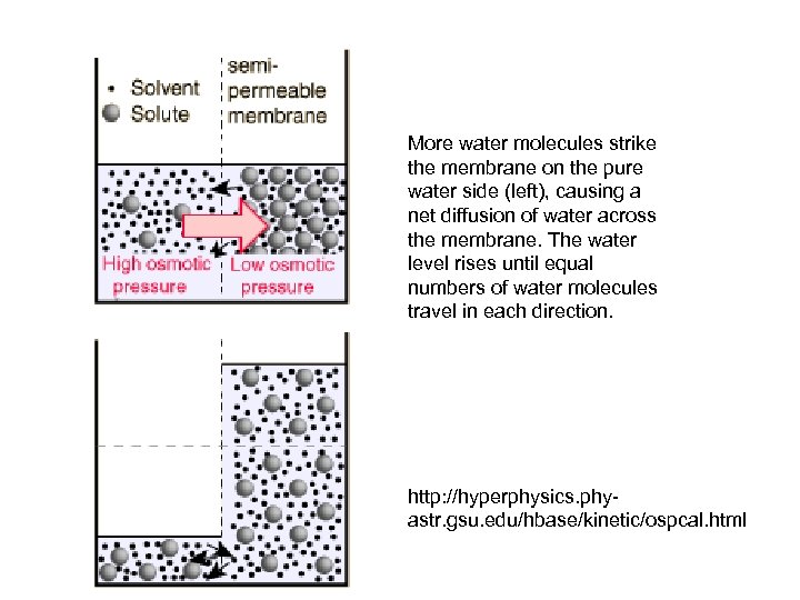 More water molecules strike the membrane on the pure water side (left), causing a